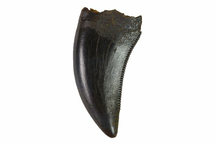 Serrated Theropod Tooth - South Dakota #144035